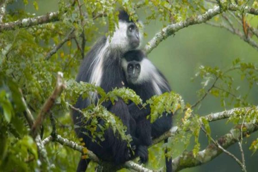 Nyungwe Forest Tour