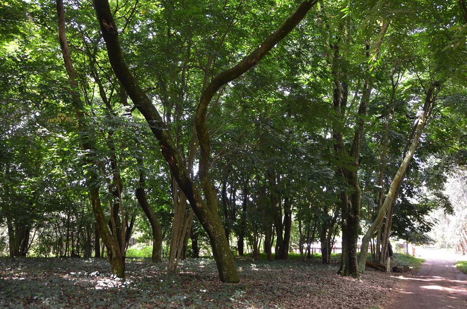 Arboretum 