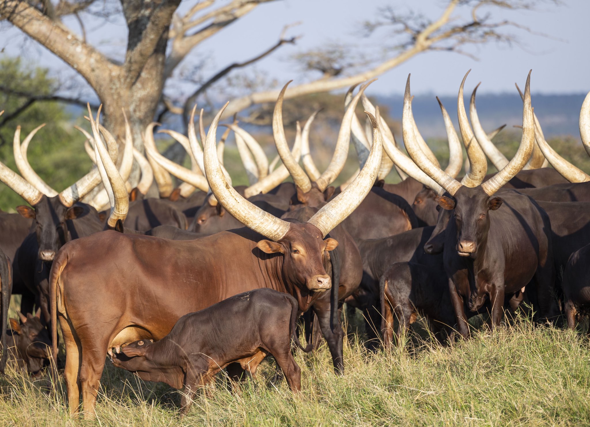 Traditional Cow - Inyambo
