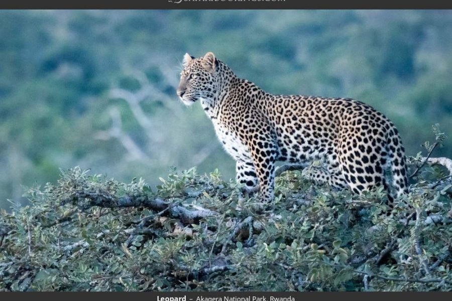 TWO-DAY ITINERARY FOR KAYONZA: