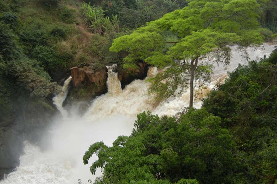 2 DAYS GORILLAS TRECKING Musanze